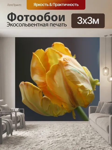 Фотообои Тюльпан