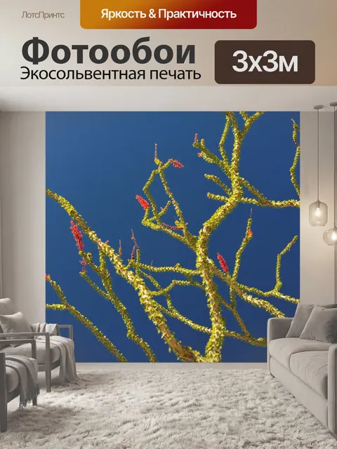 Фотообои Цветок