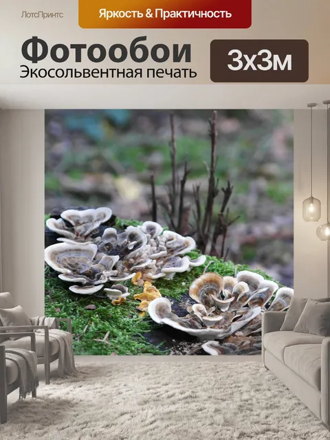 Фотообои Грибы