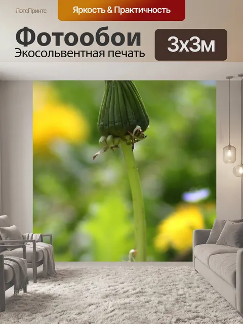 Фотообои Одуванчик