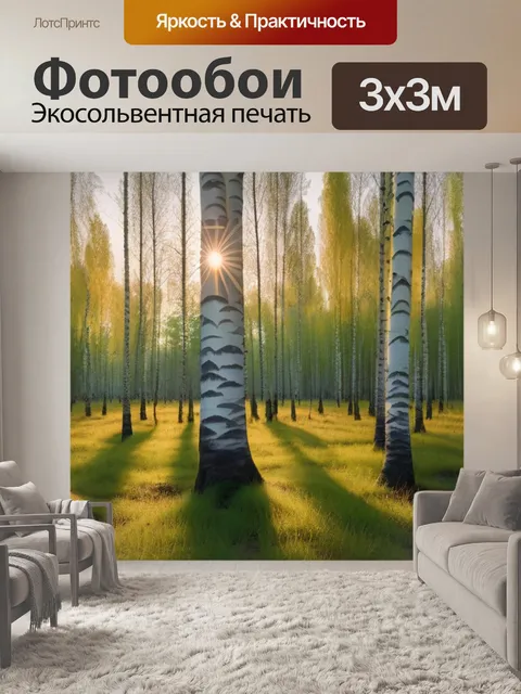 Фотообои лес берёз, озаряемый закатным светом