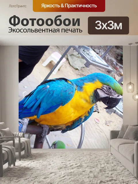 Фотообои Попугай