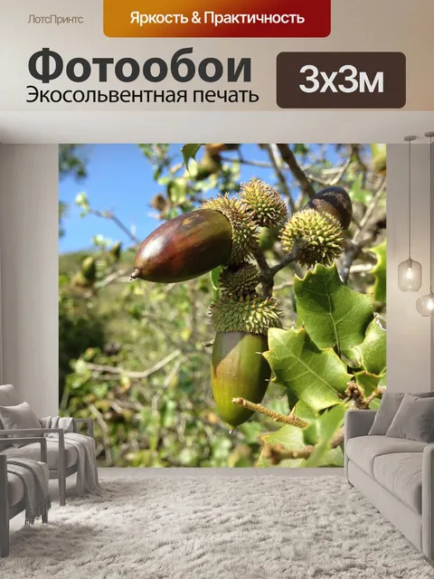 Фотообои Фрукты