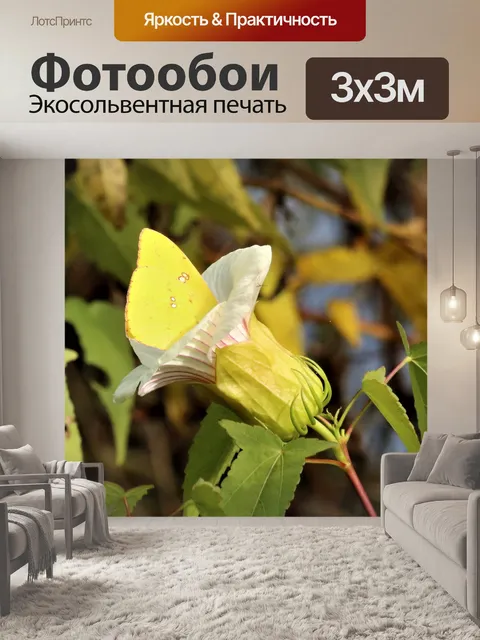 Фотообои Безоблачная сера Бабочка 2