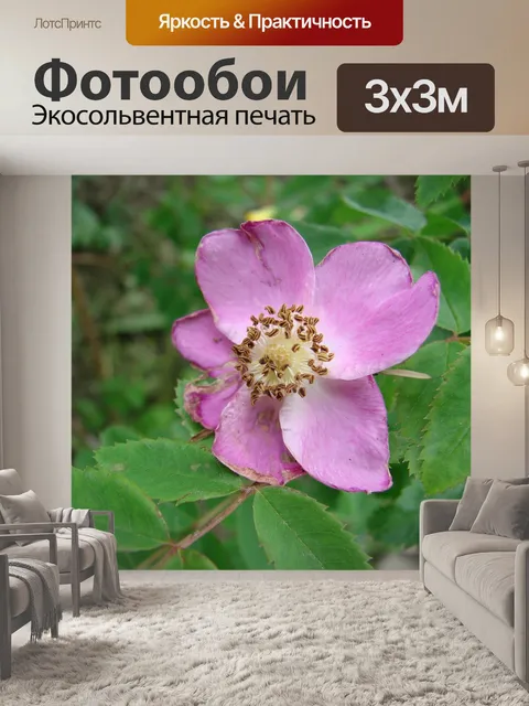 Фотообои Розы