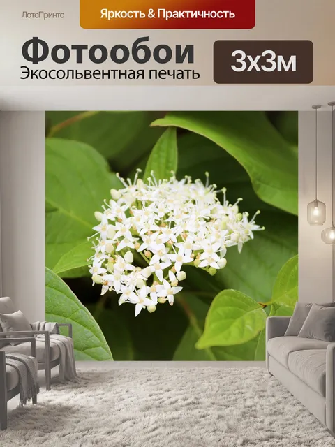 Фотообои Белый