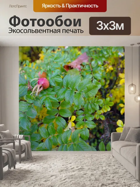 Фотообои Фрукты