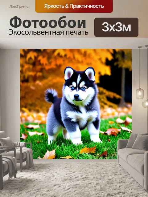 Фотообои Щенок породы помски, окрас черно-белый с серым, уши стоячие, глаза голубые, хвост пушистый, стоит на зеленой…