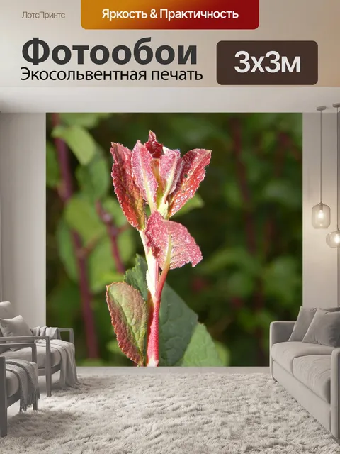 Фотообои Листья