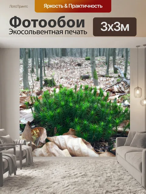 Фотообои Лес