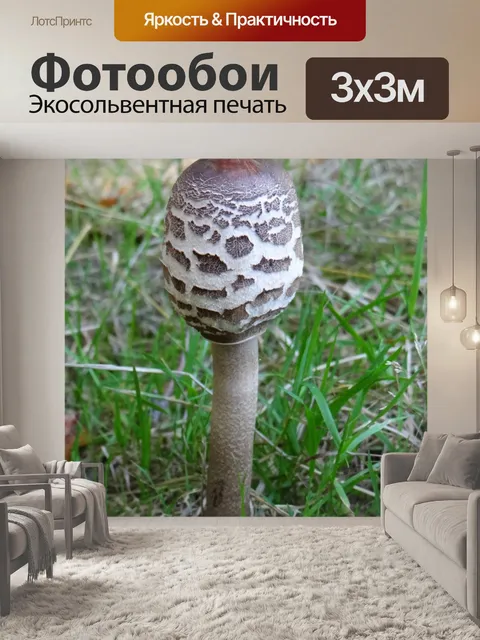 Фотообои Macrolepiota excoriata
