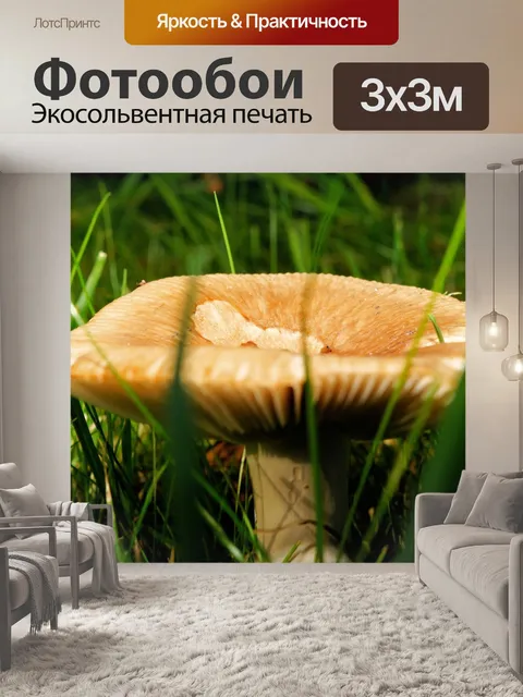 Фотообои Гриб