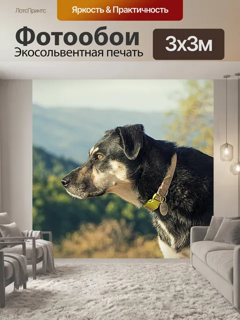 Фотообои Собака