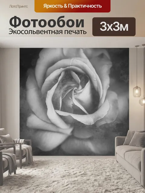 Фотообои Черно-белая фотография розы