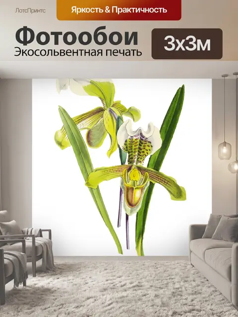 Фотообои Орхидея нарисованная искусство клипарт