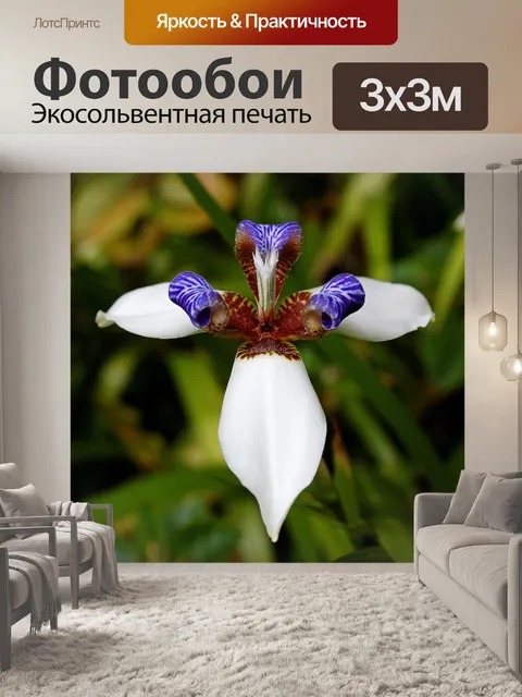 Фотообои Ирис
