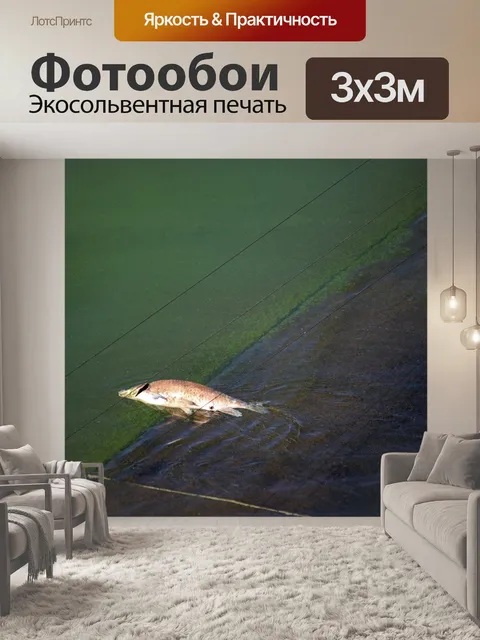 Фотообои мертвая рыба застряла на краю перелива