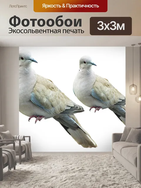 Фотообои Голубь