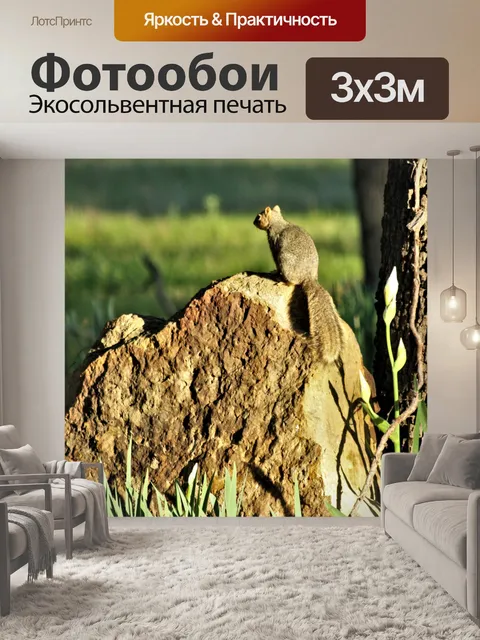 Фотообои Белка на скале на закате