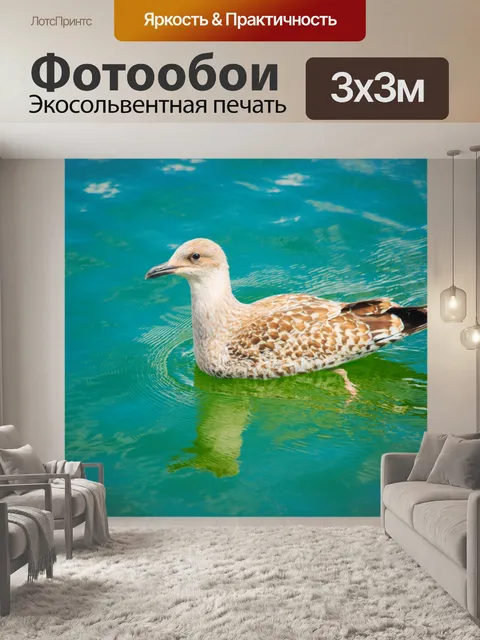 Фотообои Молодая чайка на воде
