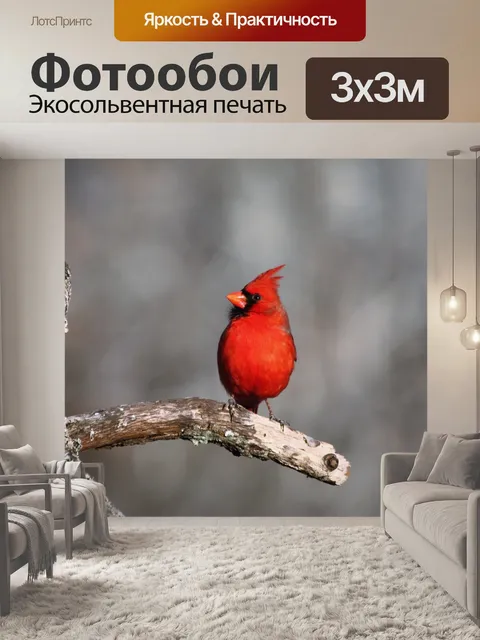 Фотообои Мужской кардинал в серый день