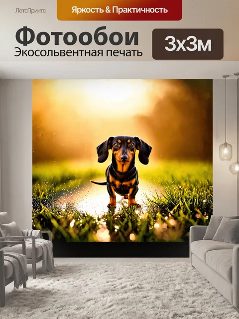 Фотообои такса стоит на утренней росе, её измученная опустить лапки скользит по траве, оставляя за собой следы