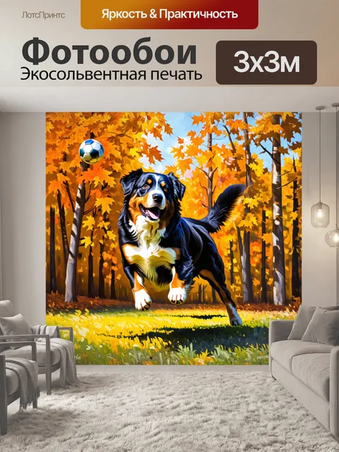 Фотообои описание: бернский зенненхунд в прыжке, захватывая мяч, на фоне осеннего леса с золотыми листьями