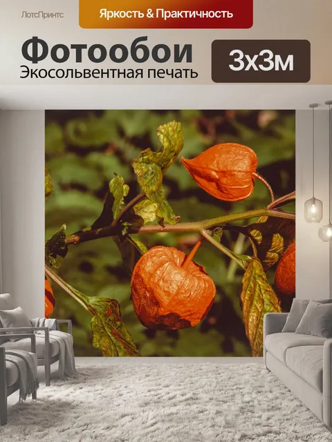 Фотообои Лампион цветок