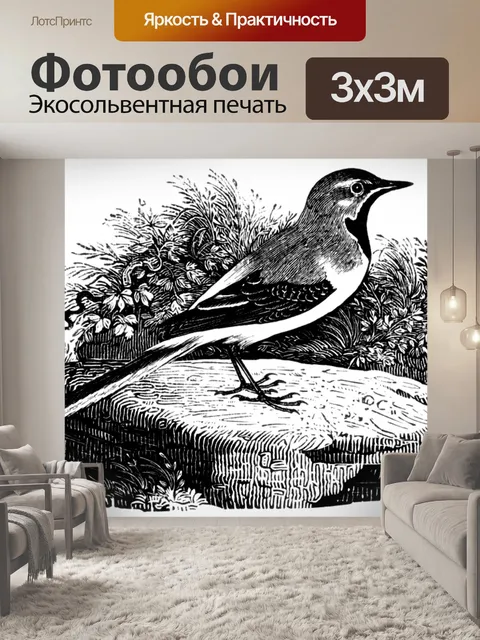 Фотообои Серая трясогузка
