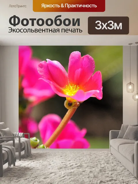 Фотообои Цвет