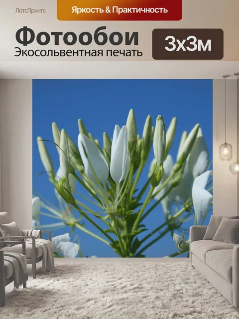 Фотообои Цветы
