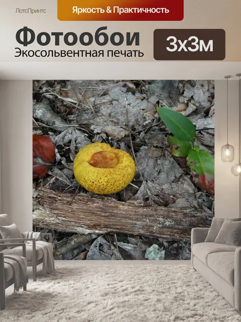Фотообои Гриб