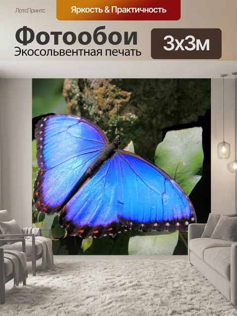 Фотообои Бабочка