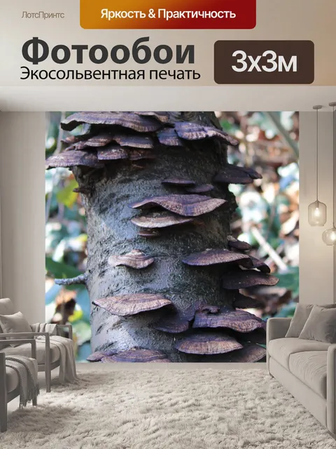 Фотообои Грибы