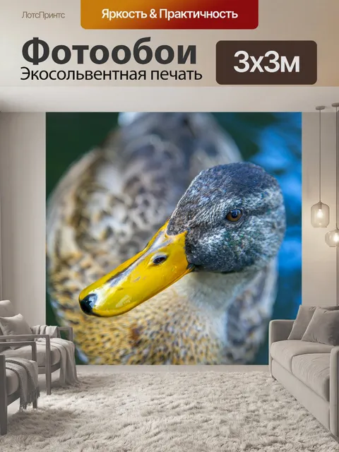 Фотообои Утка