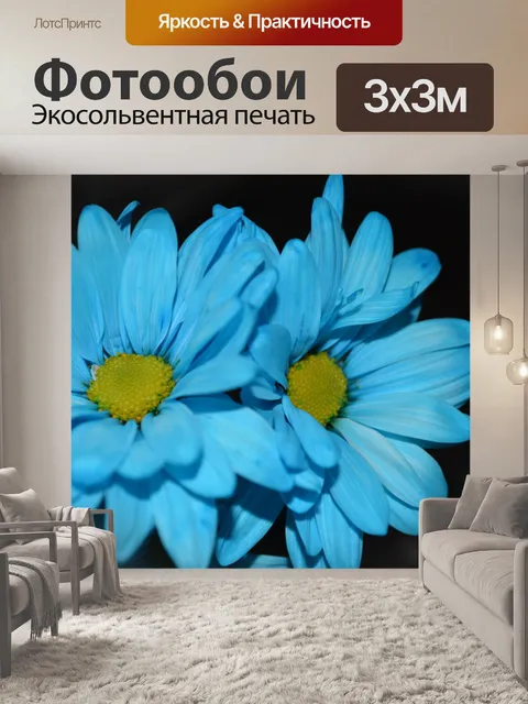 Фотообои Два синих Дейзи Цветы макро