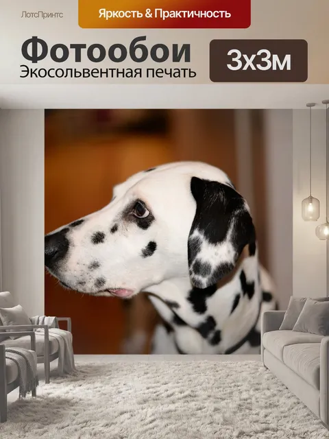 Фотообои Кошка