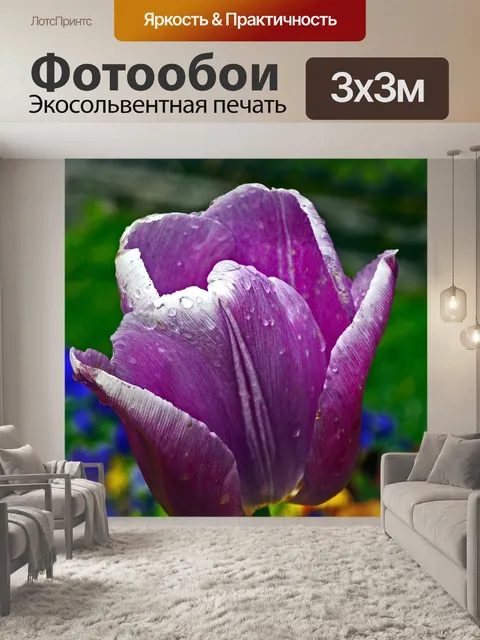 Фотообои Тюльпан