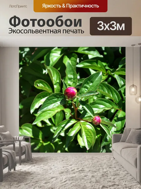 Фотообои Пион почки