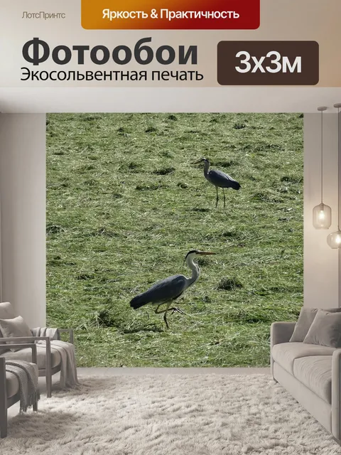 Фотообои Цапли