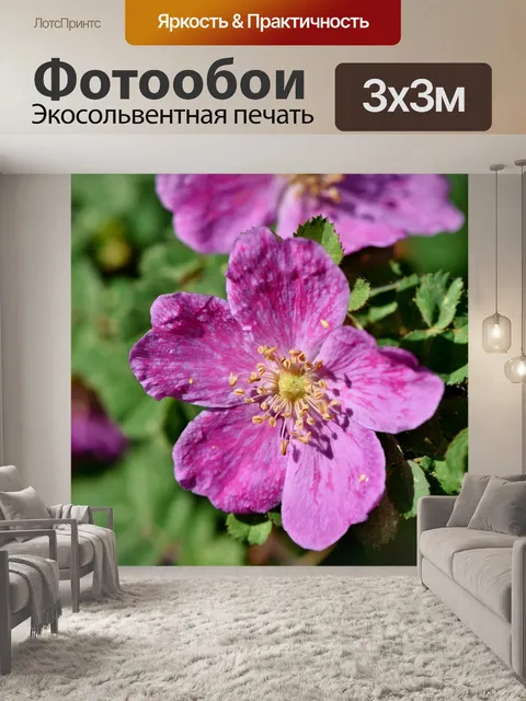 Фотообои Анемон