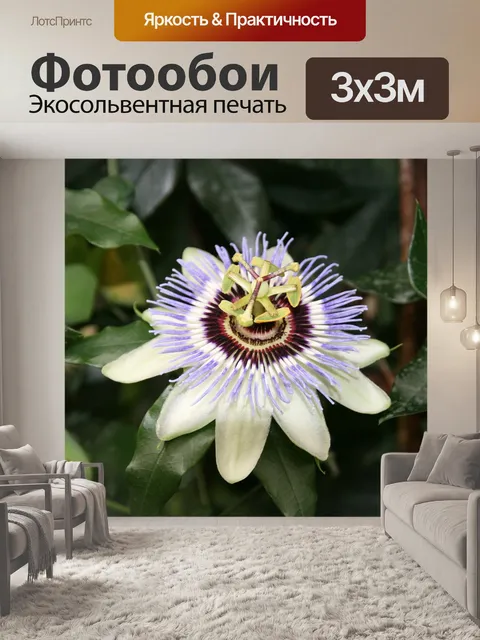 Фотообои Пасси