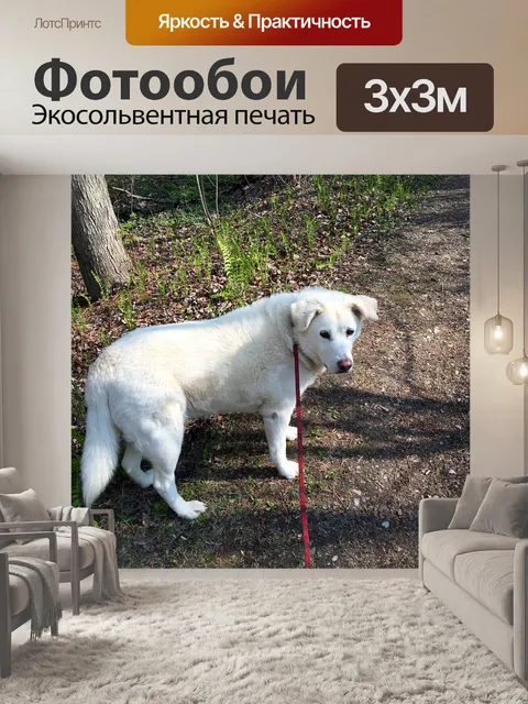 Фотообои Собака