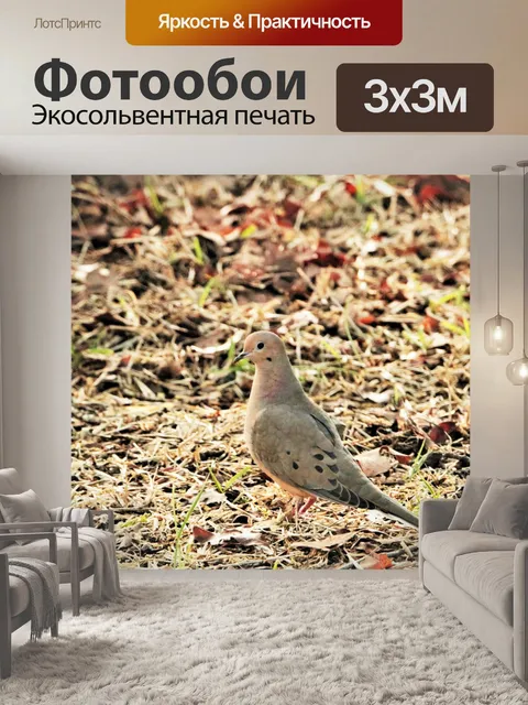 Фотообои Траурный голубь в траве