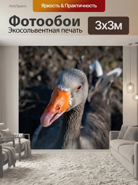 Фотообои Гусь, серый гусь, птица