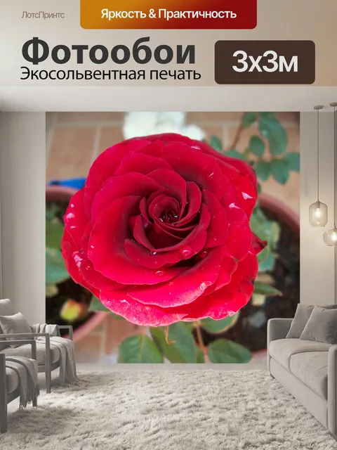 Фотообои Красная роза