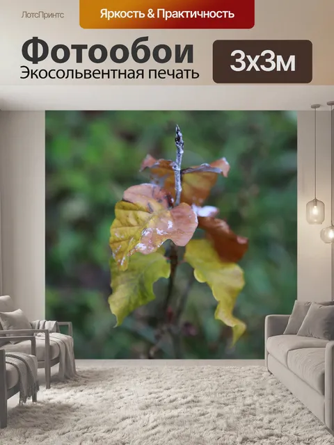 Фотообои Лес