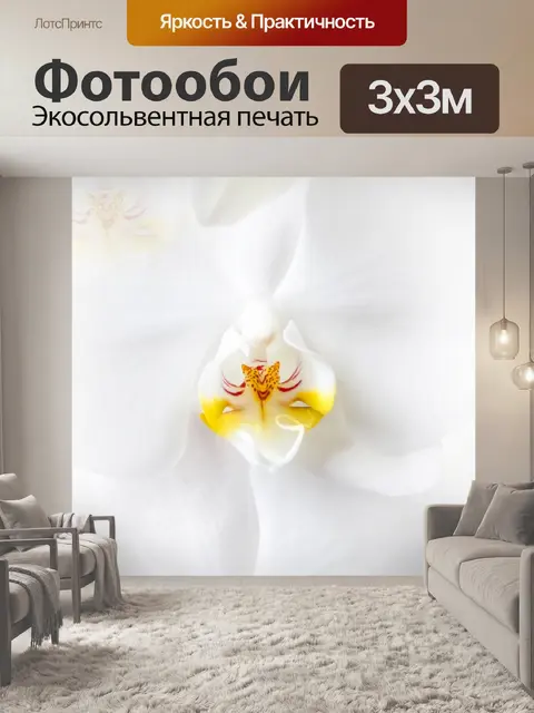 Фотообои Фаленопсис