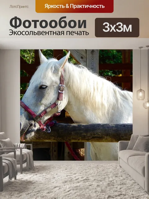 Фотообои Лошадь