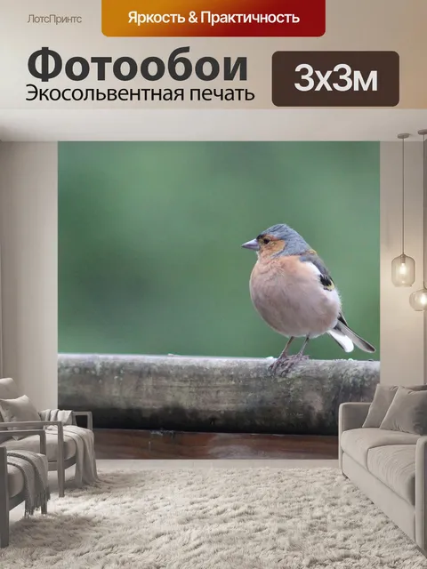Фотообои Птица